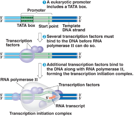 <p>the synthesis of RNA under the direction of DNA</p>