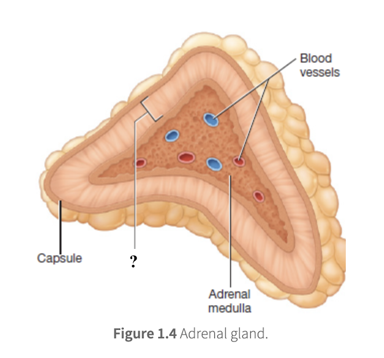 <p>outer, yellowish region that surrounds the adrenal medulla on all sides, makes up about 80 to 90 percent of the adrenal gland, secretes steroid hormones derived from cholesterol, and is organized into 3 distinct layers </p>