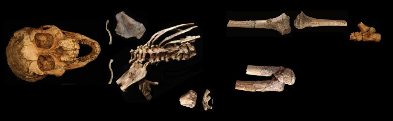 <ul><li><p>3 year old body of australopithecus afarensis</p></li><li><p>Around 3-4 mya</p></li><li><p>Found in Ethiopia</p></li><li><p><span>Selam’s brain at age 3 was only 75% of how much a chimp’s brain should be at that age, indicating that her brain was growing at a much slower rate (slow growth rate is related to humans)</span></p></li></ul>