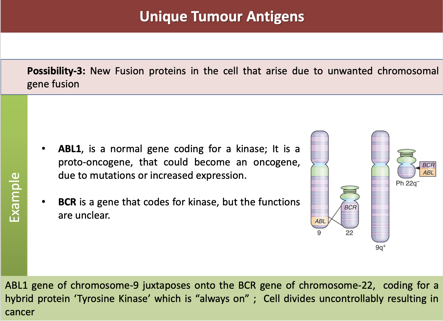 <p>ABL1 is a protein-tyrosine kinase involved in cell signalling and regulation.</p><p>It is a proto-oncogene, that could become an oncogene, due to mutations or increased expression</p><p>Often associated with chronic myeloid leukemia due to its role in fusion with the BCR gene. </p>