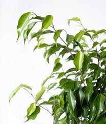 <p>Weeping Fig</p>