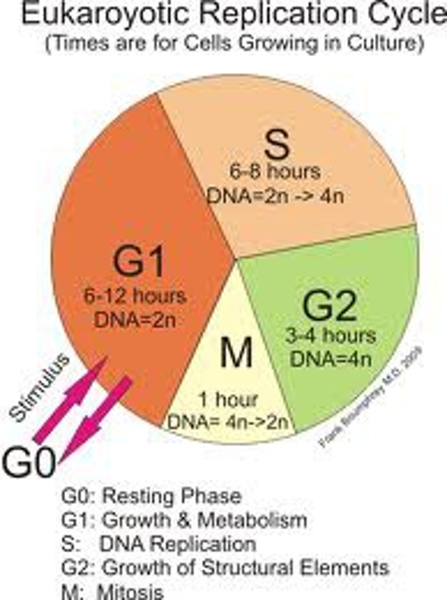 <p>A resting phase where the cell is not actively preparing to divide.</p>