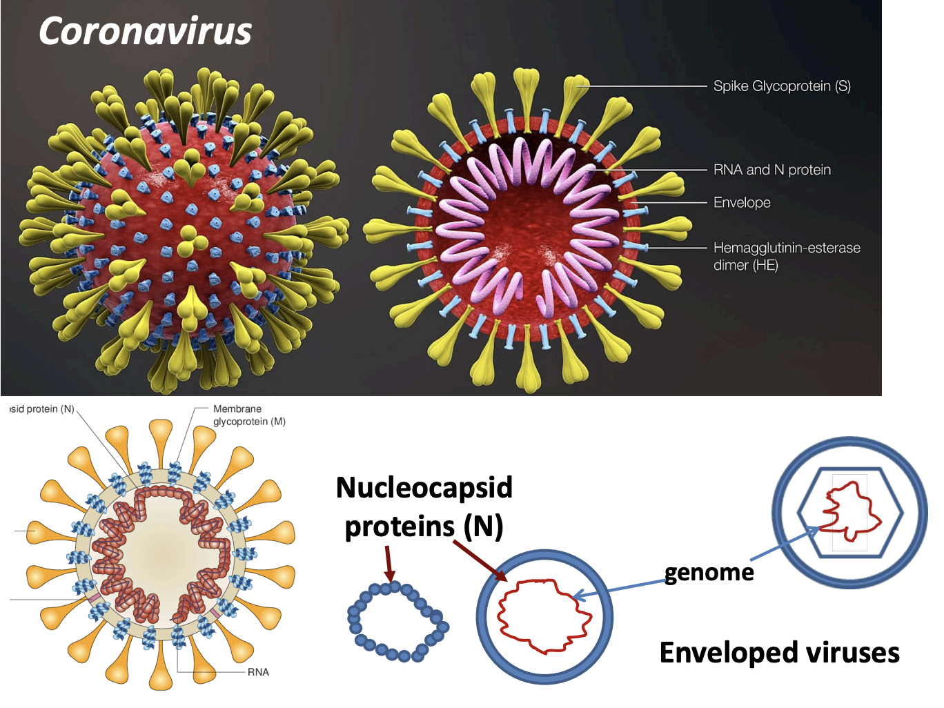<ul><li><p><span style="font-family: &quot;ADLaM Display&quot;;"><span>Coronavirus</span></span></p></li></ul><p></p>