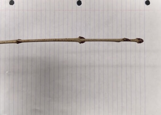 <p>imbricate, appressed, brownish black buds, thorn sometimes present near terminal, slender, grayish twig with lenticels</p>