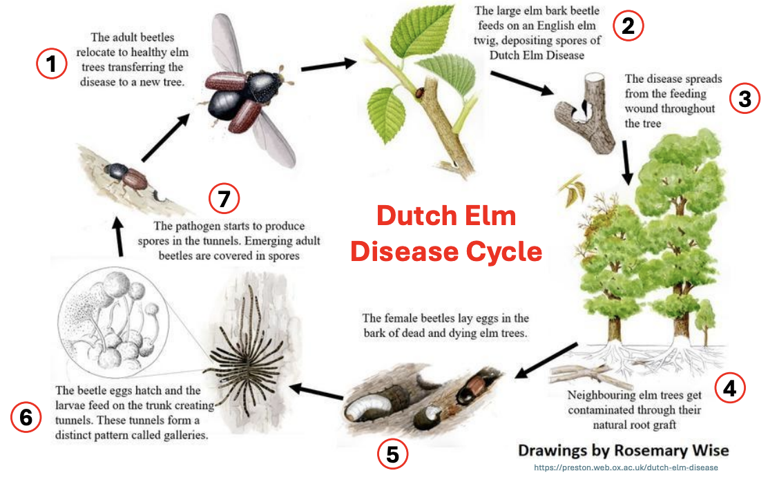 <p>Explain<strong> Dutch Elm Disease Cycle</strong> arising from fungal spores being dispersed via animals</p>