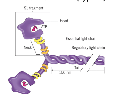 <p>Two heavy chains with globular heads and two light chains</p>