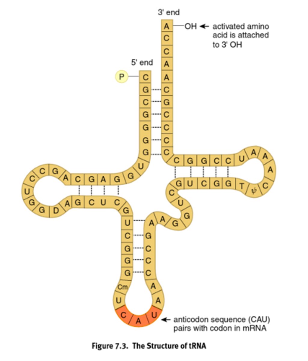 <p>Bring the amino acids and recognizes the codon on the mRNA using its anticodon.</p><p>When bound to AA, it is charged, and is a high energy bond</p>