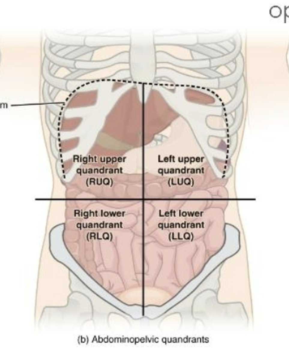 <p>right upper, left upper, right lower, left lower</p>