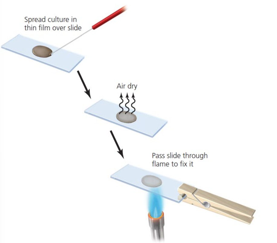 <p>Explain the process of gram staining</p>