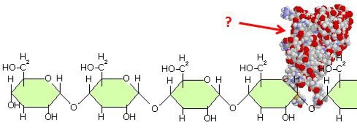 <p>Enzyme that can break the bonds of starch to form the carbohydrate monomer, glucose.</p>