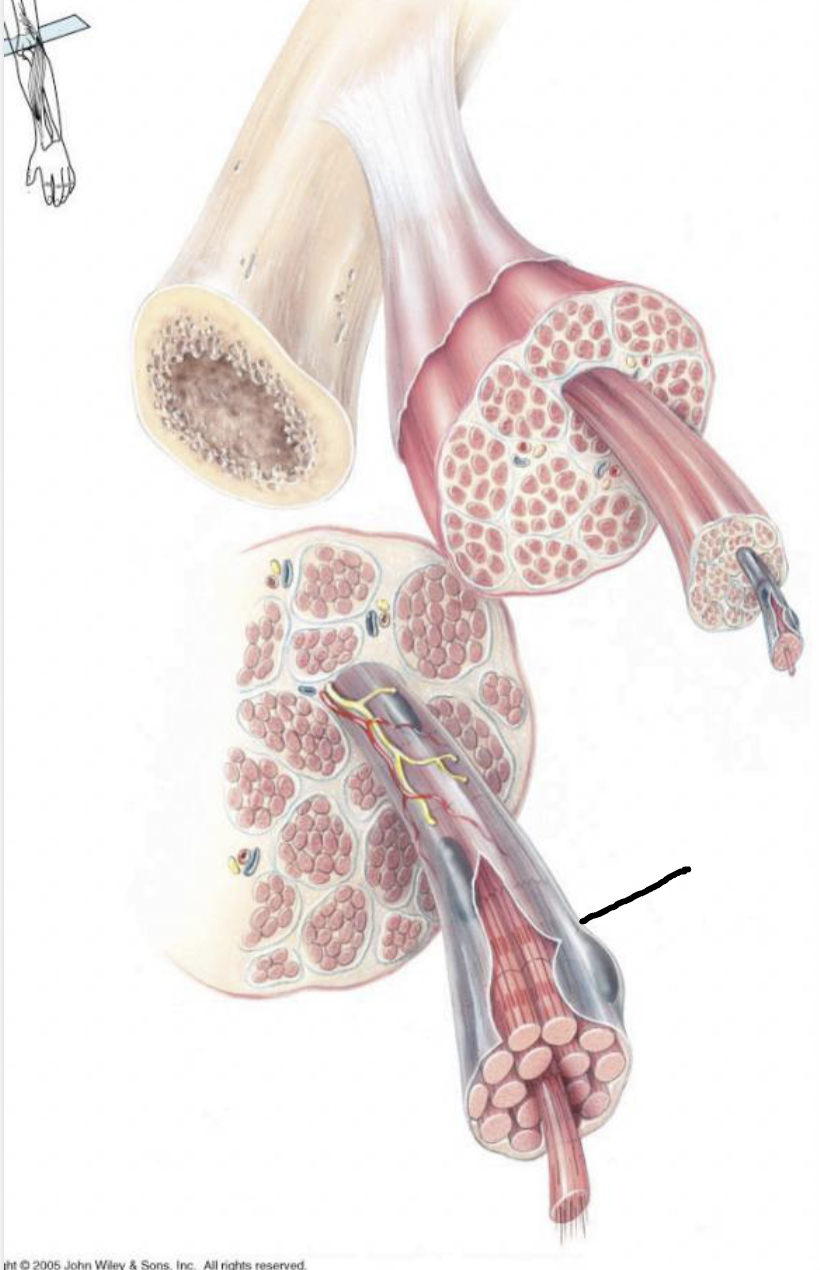 <p>what muscle feature is this?!</p>