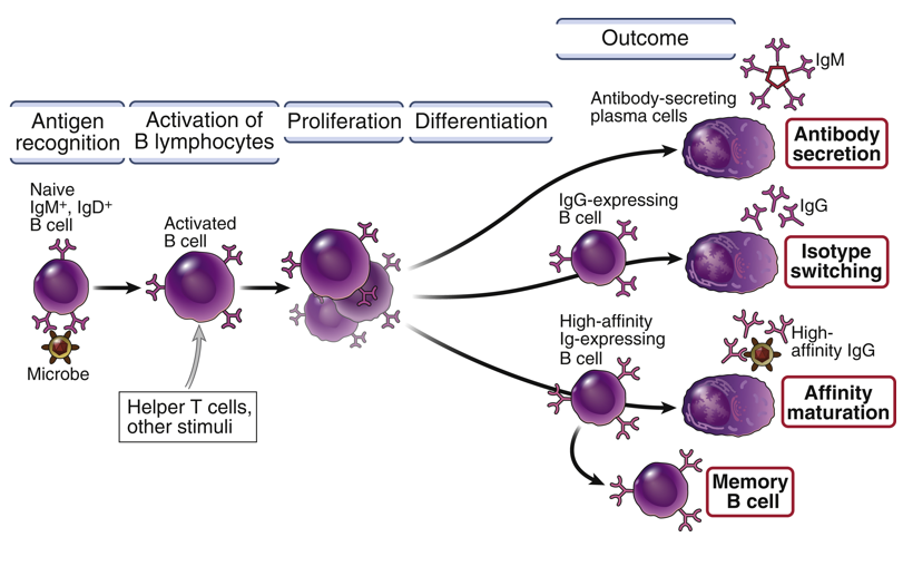 <ul><li><p>Clonal expansion (next hour)</p></li><li><p>Affinity maturation</p></li><li><p>Isotype switching</p></li></ul><p></p>