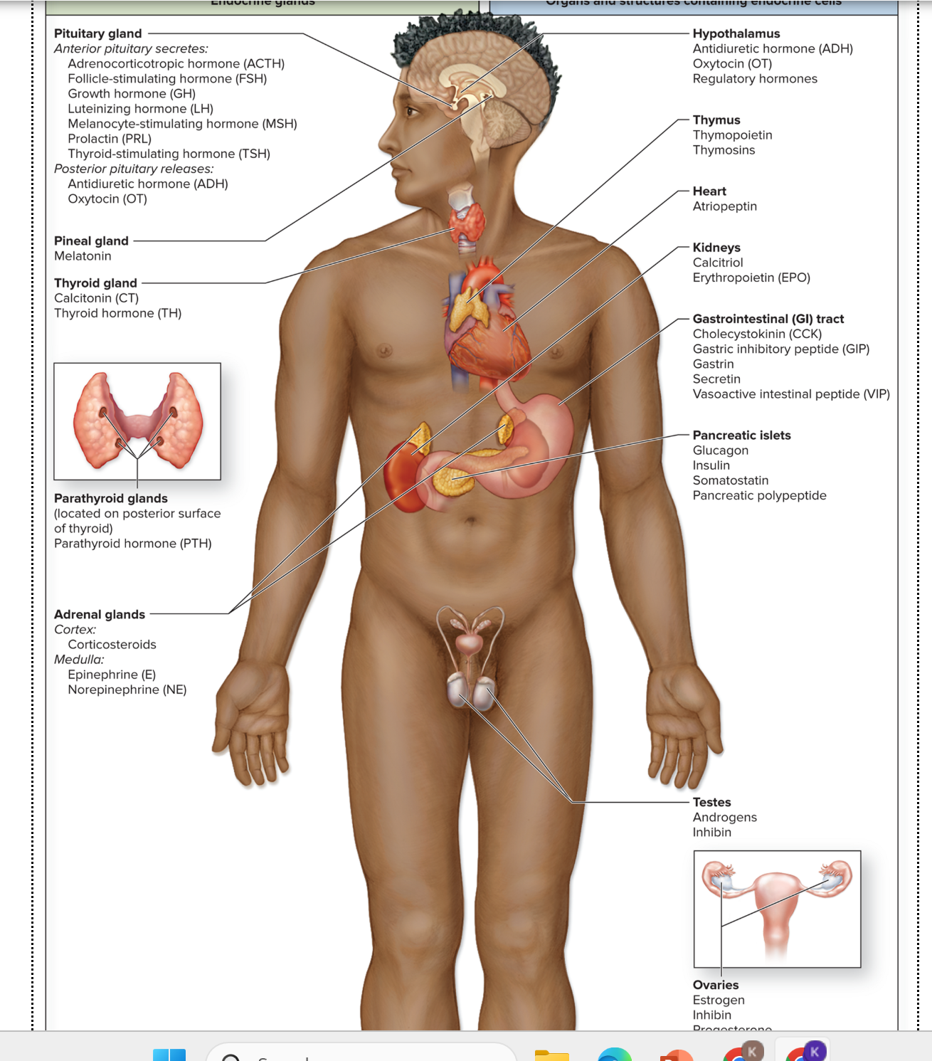 <p>Nervous system </p><p></p><p>Communication Method - A nerve impulse causes neurotransmitter release from a neuron into a synaptic cleft. </p><p></p><p>Effector - Neurons, muscle cells, and gland cells with a receptor for the neurotransmitter. </p><p></p><p>Response time - Rapid reaction time: Typically milliseconds or seconds. </p><p></p><p>Range of Effect: Typically has localized, specific effects in the body. </p><p></p><p>Duration of response: Short-term: Millisecond; terminates with the removal of stimulus. </p><p></p><p>Endocrine System </p><p>Communication Method - Endocrine glands secrete hormones into blood; hormones are transported withing the blood to effectros throughout body. </p><p></p><p>Effector: Any cell in the body with a receptor for the hormone </p><p></p><p>Response time: Relatively slow reaction time: seconds to minutes to hours. </p><p></p><p>Range of effect:Typically has widespread effects throughout the body. </p><p>Duration of response: Long-lasting: minutes to days to weeks; may continue after stimulus is removed.</p><p></p>