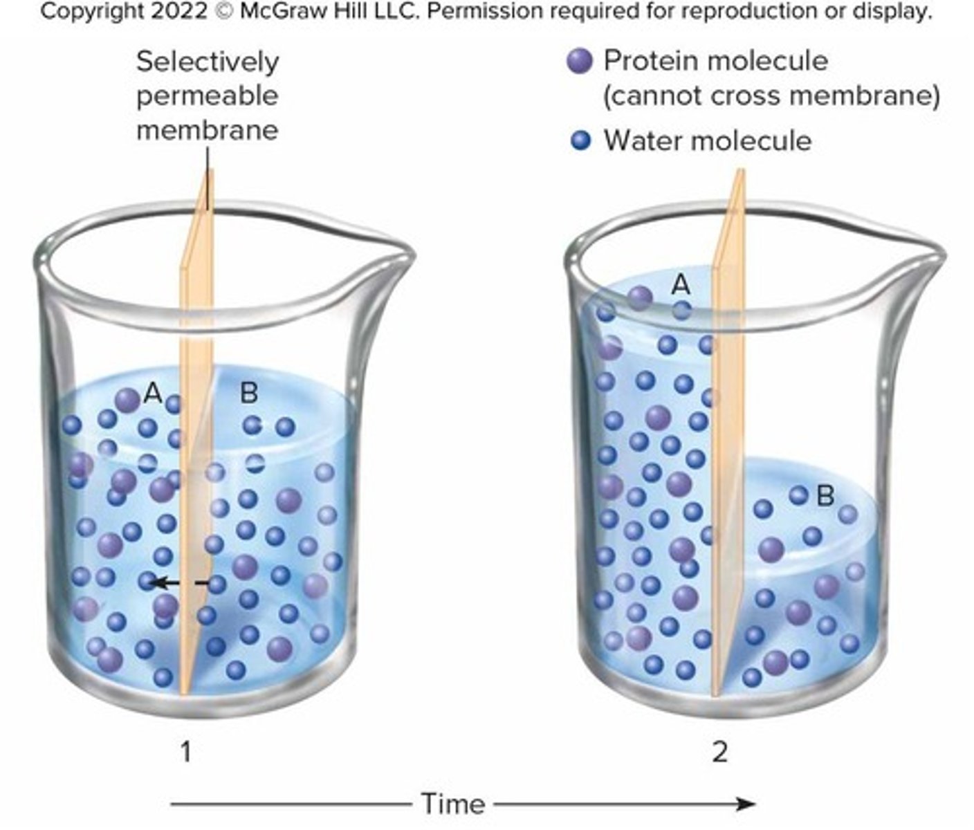 <p>Movement of water across a selectively permeable membrane from region of higher water concentration to region of lower water concentration, often called 'diffusion of water'.</p>