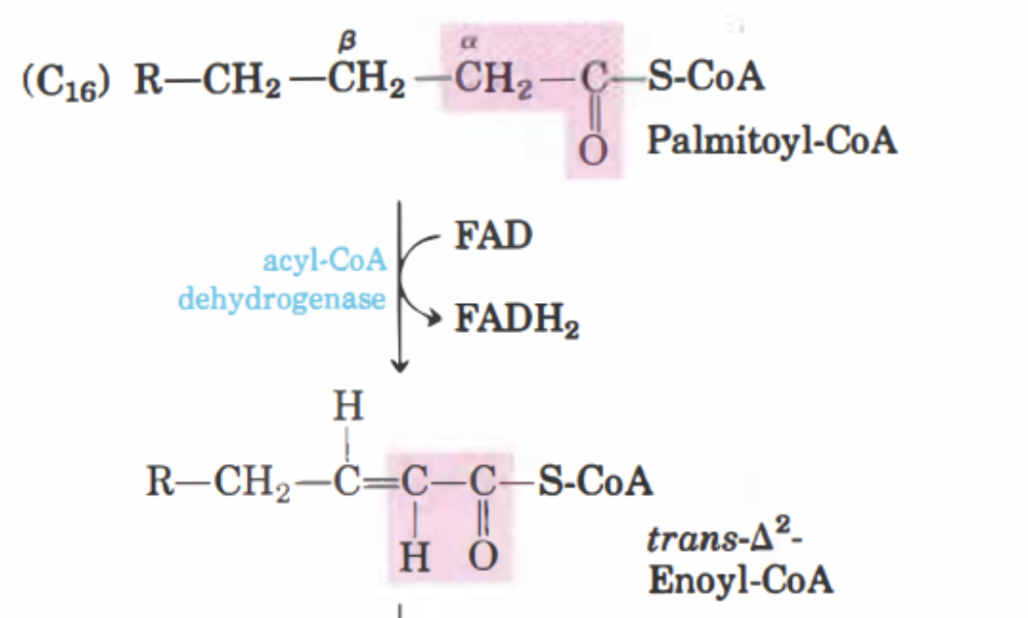 <p>Palmitoyl-CoA (ett acyl-CoA) oxideras till trans-enoyl-CoA med <strong>acyl-CoA dehydrogenas</strong>. FAD<sup>+</sup> reduceras till FADH<sub>2</sub>. Elektronerna överförs till electron transfer flavoprotein (ETF).</p>