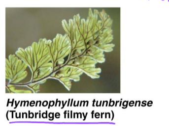 <p>other vascular plants w/ megaphylls ex.</p>