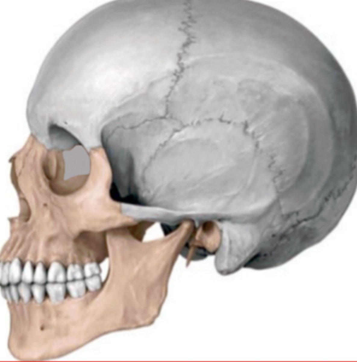 <p>grey part</p>