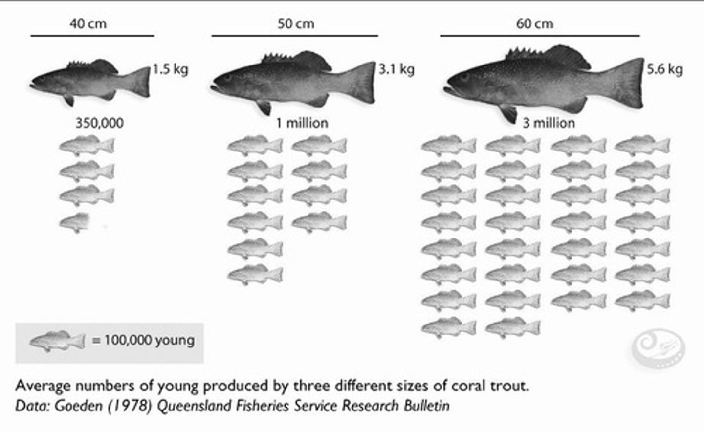 <p>Pelagic-spawning marine fish.</p>
