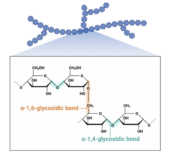<p>What type of polysaccharide is this? </p>