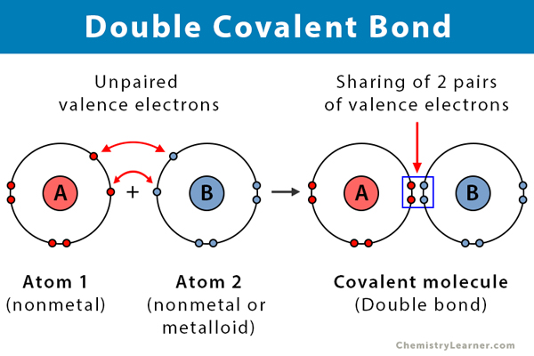 <p>Double bond</p>