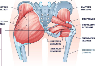 <p>cross on the gluteus maximus - left upper corner is target region</p><p>jab can be very jerksome/can induce damage to the sciatic nerve leading to paralysis of the lower limbs</p>