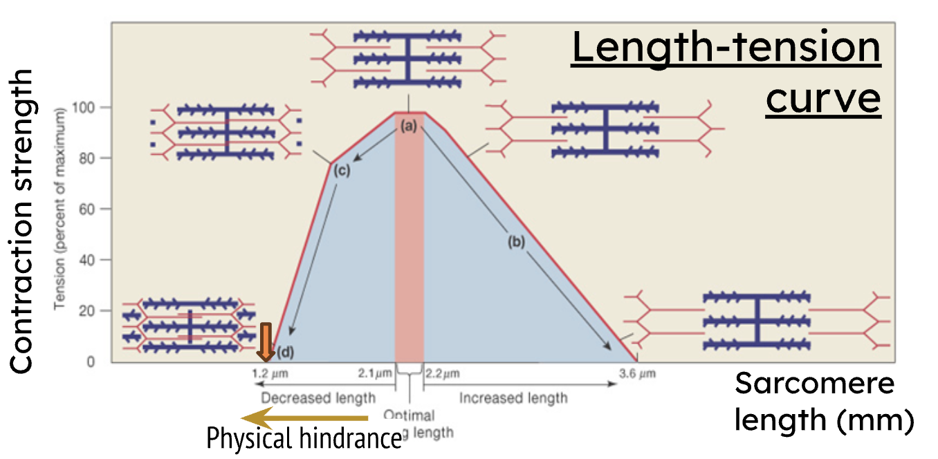 <p>decreased force due to physical hindrance</p>