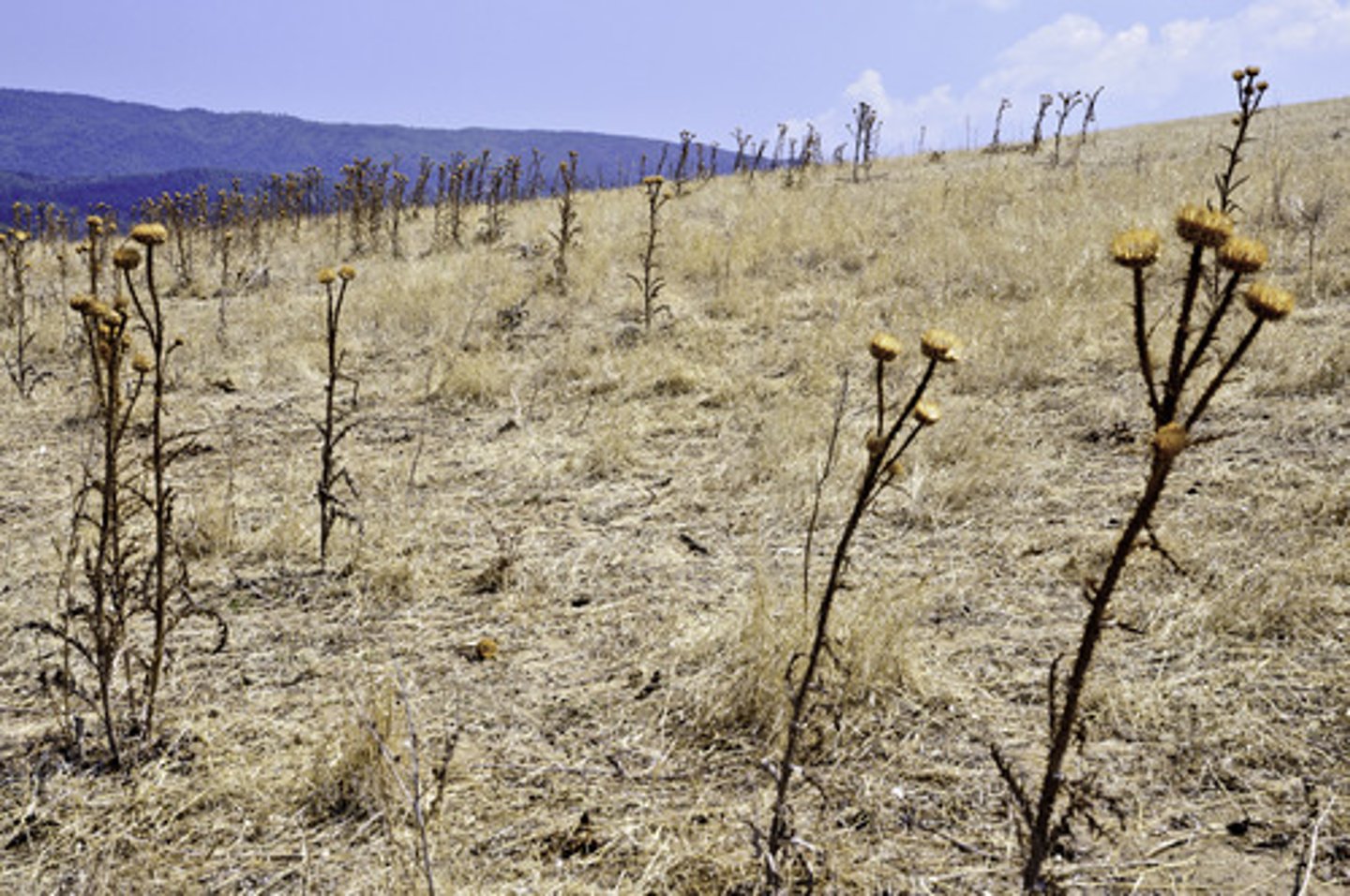 <p>extremely dry</p>
