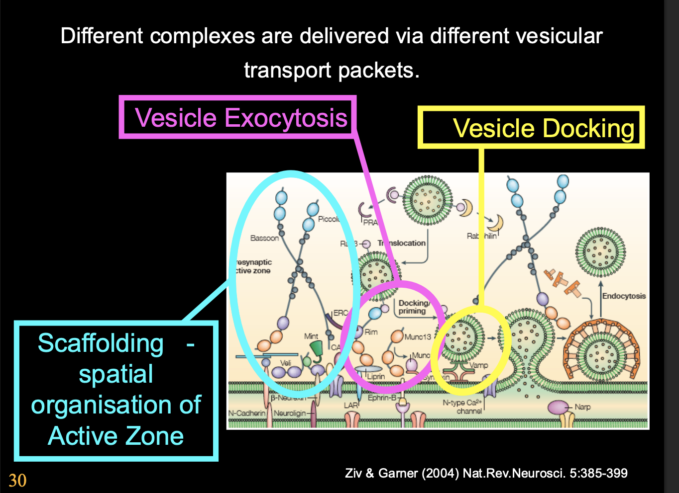 <ul><li><p>Presynaptic apparatus is assembled from <strong>prefabricated</strong> modules</p></li><li><p>delivered by specialised vesicles</p></li></ul><p></p>