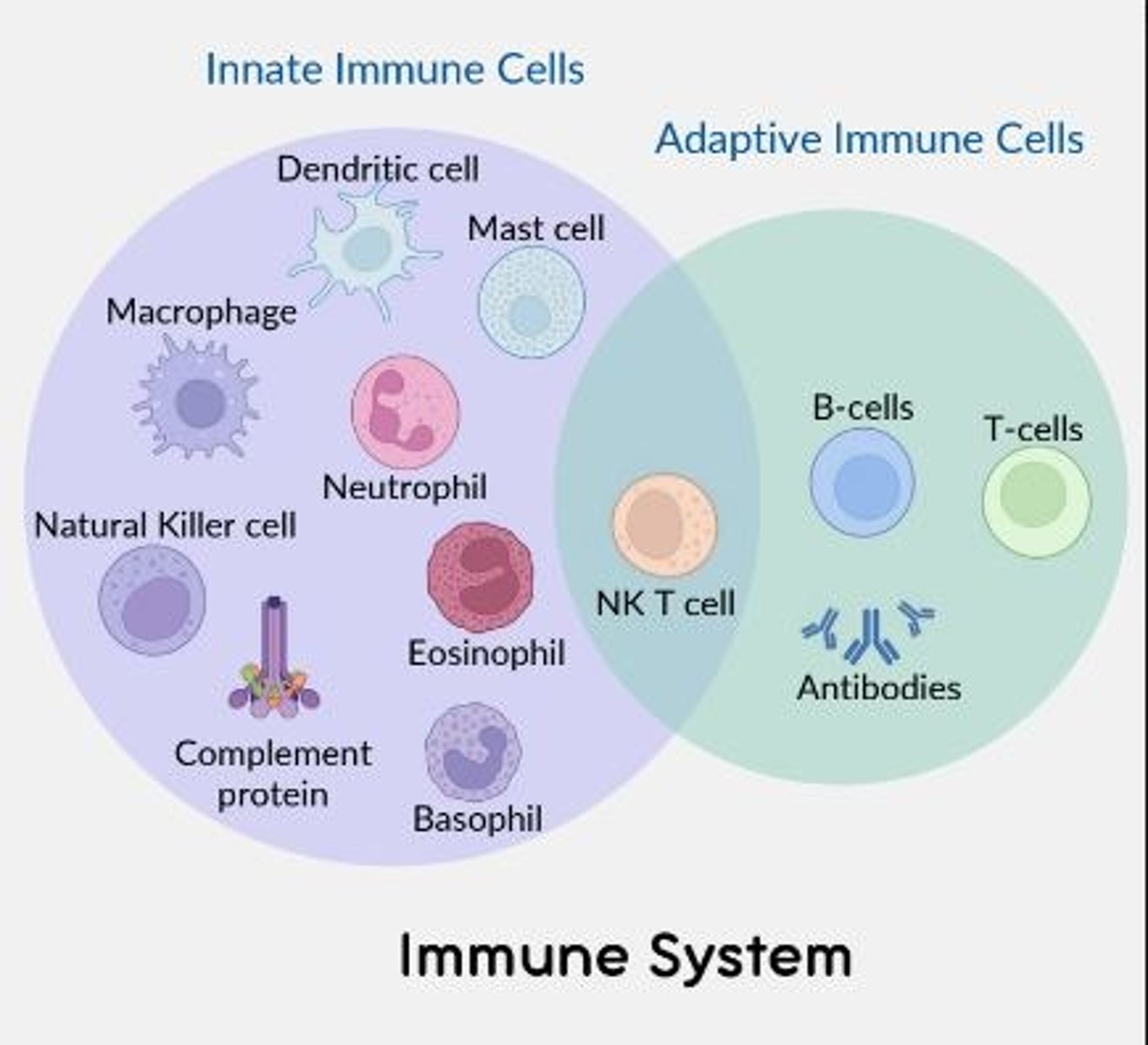<p>B cells, T-cells (and antibodies)</p>