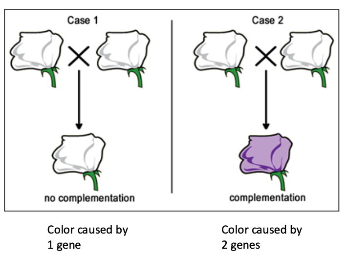 <ul><li><p>if you have 2 strains of white flowered plants- are they caused by alleles of the same gene or alleles of different genes?</p></li><li><p>if there is ? (e.g., 2 recessive traits crossed show the wild-type phenotype), this indicates phenotype caused by multiple genes</p></li><li><p>if there is no ?, (trait remains true-breeding), phenotype caused by alleles of 1 gene</p></li></ul><p></p>