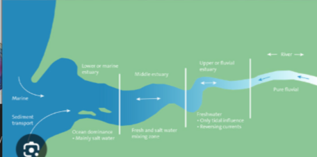 <p>Is a coastal zone aquatic system and it is the area where rivers meet the sea. They are partially enclosed bodies of water where seawater mixes with freshwater as well as nutrients and pollutants from streams, rivers, and runoff from the land.</p>