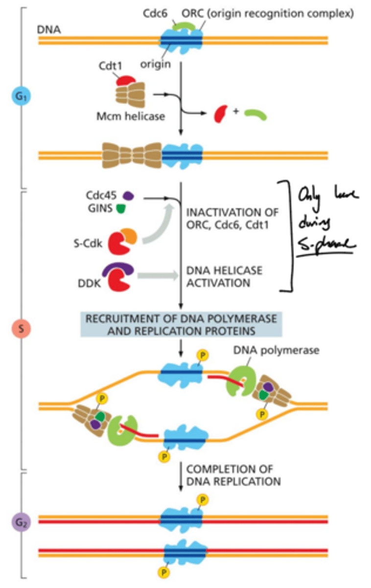 <p>How is DNA replication controlled so it only occurs once per cell cycle?</p>