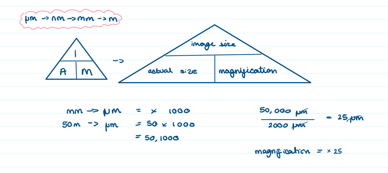 <p>magnification= x25</p>