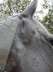 <p>What type of equine melanoma develops in older grey horses as multiple interspersed dermal melanomas? It has a high likelihood of metastasizing</p>