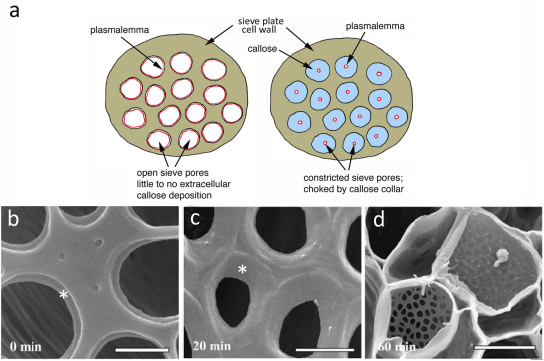 <p>A polysaccharide that can be deposited in plasmodesmata, affecting their opening and closing. </p>