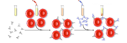 <ul><li><p>Recipient plasma/serum + donor red cells</p></li><li><p>Tested by IAT</p><ul><li><p>Incubation at 37C, wash, AHG</p></li><li><p>Tube/gel/solid phase</p></li></ul></li><li><p>Detects IgG antibody</p></li><li><p><u>Used when patient currently has a history of clinically significant antibody</u></p></li><li><p>Benefits:</p><ul><li><p>Detects incompatibility with potentially clinically significant IgG antibodies</p></li><li><p>Note: a compatible crossmatch does not guarantee normal red cell survival</p></li></ul></li></ul><p></p>
