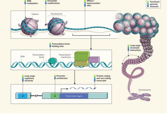 <ul><li><p>functional genomic elements that orchestrate the development and function of a human</p></li><li><p>degree of DNA methylation</p></li><li><p>chemical modifications to histones</p></li><li><p>long-range chromatin interactions (ex looping)</p><ul><li><p>alter relative proximities of different chromosomal regions in 3 dimensions</p></li><li><p>affect transcription</p></li></ul></li><li><p>binding activity of transcription-factor proteins</p></li><li><p>architecture (location &amp; sequence) - of gene regulatory DNA element</p><ul><li><p>promoter region upstream of the point at which transcription of an RNA molecule begins</p></li><li><p>more distant (long-range) regulatory element</p></li></ul></li><li><p>accessibility of the genome to the DNA-cleavage protein DNase I</p><ul><li><p>DNase I hyper sensitive sites</p><ul><li><p>indicate specific sequences at which the binding of transcription factors and transcription machinery proteins has caused nucleosome displacement</p></li></ul></li></ul></li><li><p>catalogs the sequences and quantities of RNA transcripts</p><ul><li><p>non-coding regions</p></li><li><p>protein-coding regions</p></li></ul></li></ul><p></p>