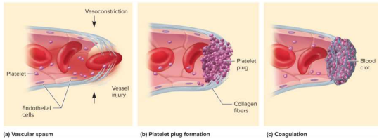 <p>Hemostasis</p>