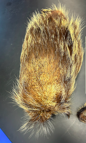 <p>Common Name?</p><p>Family?</p><p>Scientific Name?</p>