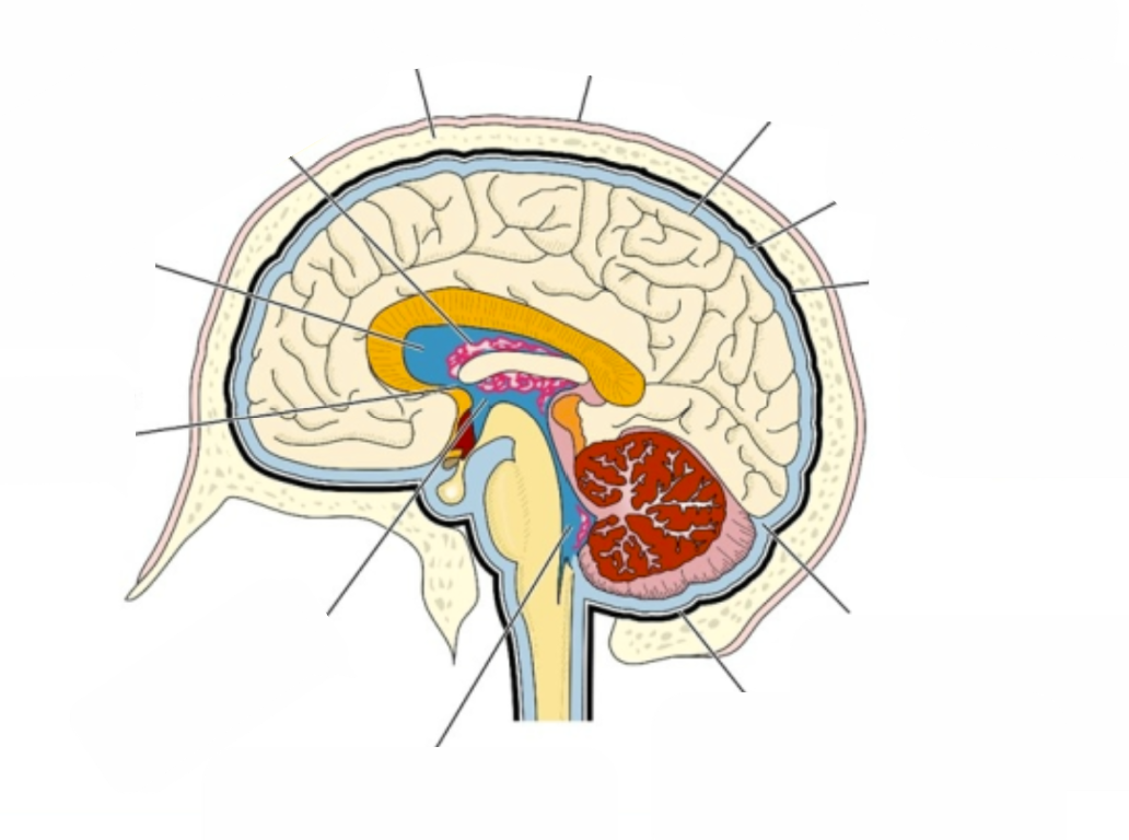 <p>Structure of the Brain</p>