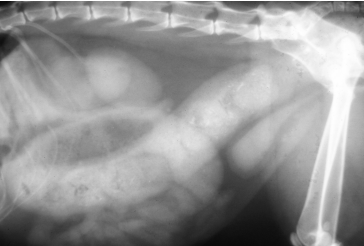 <p><span style="background-color: transparent;"><strong><span>Constipation</span></strong></span></p>