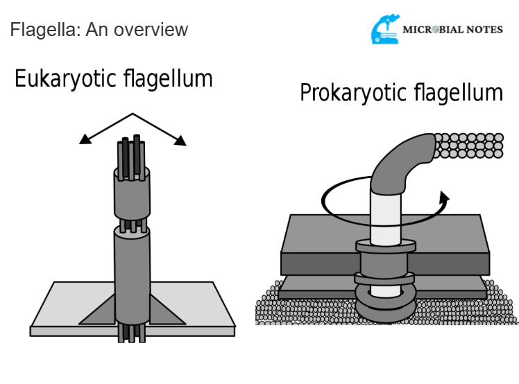 <p><strong><mark data-color="red" style="background-color: red; color: inherit">Eukaryotic flagellum USES ATP AS A SOURCE OF ENERGY</mark></strong> while <em><u>Prokaryotic flagellum uses PMF</u></em> (proton motive force)</p><ul><li><p>Unlike <span style="color: red"><strong>PF where the flagella ROTATES (acting like a helicopter propeller)</strong> </span>to go to a different direction, <span style="color: red"><strong>EF MOVES USING A WHIP-LIKE MOTION</strong></span> (smooth, blinding motion)</p></li><li><p><em><u>When looking at the photo, the </u></em><strong><em><u>PF looks more like a slump dick</u></em></strong><em><u> (which could be rotated around) while the </u></em><strong><em><u>EF looks like a hard boner</u></em></strong><em><u> (it moves like a whipping motion)</u></em></p></li><li><p>The flagella for <strong><mark data-color="red" style="background-color: red; color: inherit">EUKARYOTES ARE 9+2 ARRANGEMENT</mark></strong></p><ul><li><p><strong><mark data-color="red" style="background-color: red; color: inherit">9 pairs of microtubules surrounded by 2 individual microtubules </mark></strong></p></li></ul></li></ul><p></p>