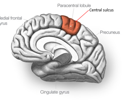 <p>on the medial surface of the hemisphere, the paracentral lobule includes parts of both frontal and parietal lobes. </p>