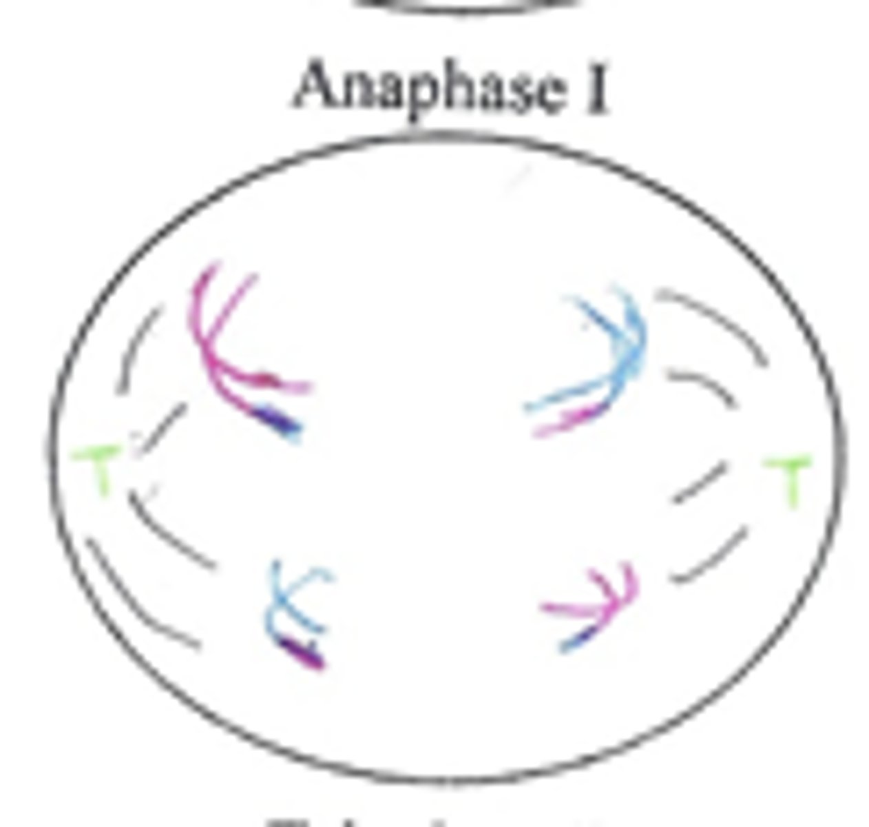 <p>Homologous chromosomes from the bivalents separate and are pulled towards the poles of the cell by the spindle fibers. The microtubule motors on the kinetochore, attached to centromeres, move chromosomes to opposite poles of the cell.</p>