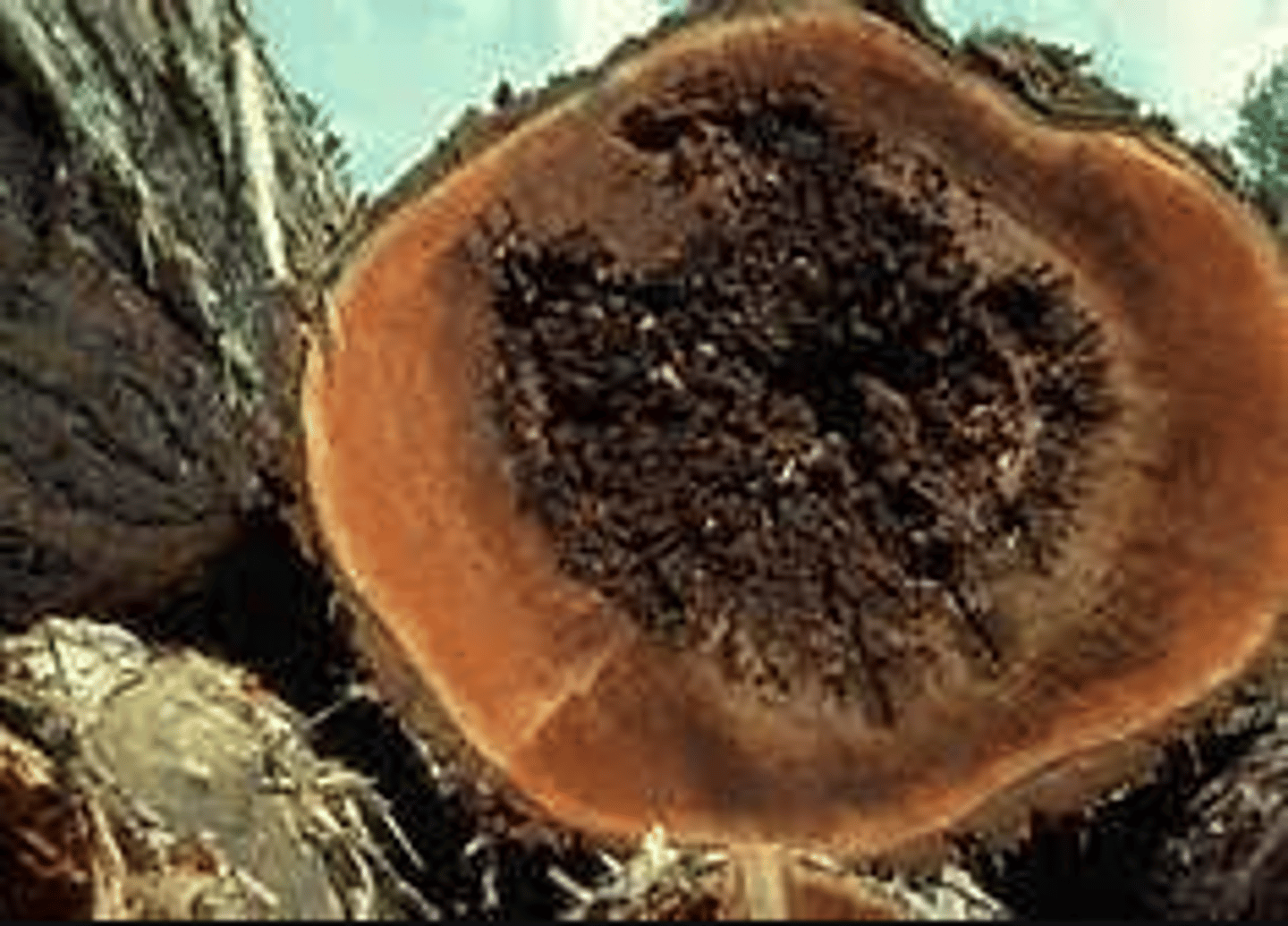 <p>any of several types of fungal decay of tree heartwood, often beginning with infected wounds in the living portions of wood tissue. Also called heart rot.</p>