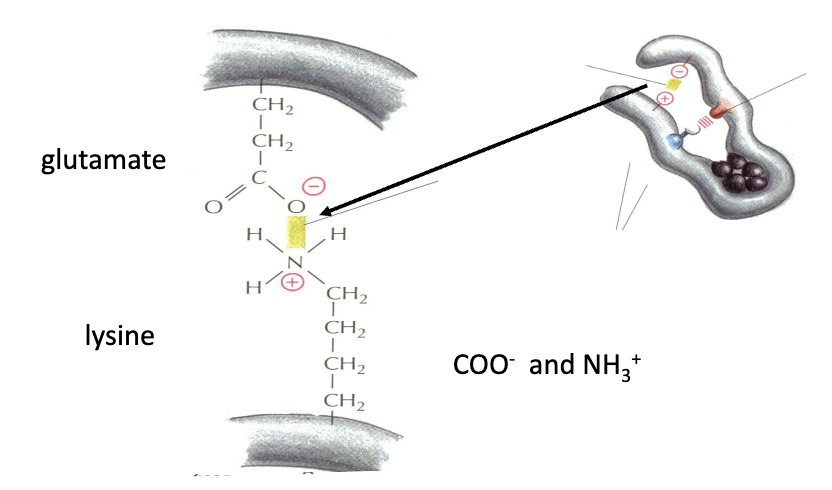 * attraction between a positively charged cation and negatively charged anion
* assisting in holding together the protein shape
