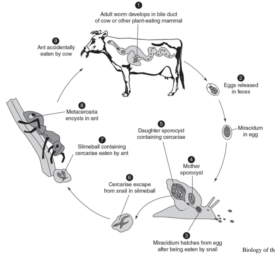 <p>eggs released in cow poop<br>miracidum in egg<br>hatches after snail eats it<br>mother sporocyst<br>daughter sporocyst containing cercariae<br>which leave snail via slime ball<br>this is eaten by an ant<br>metacercaria encyst in the ant<br>ant eaten by cow because its on grass<br>adult develops in bile duct of cow/plant eating animal</p>