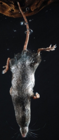 <p>Sorex palustris</p>