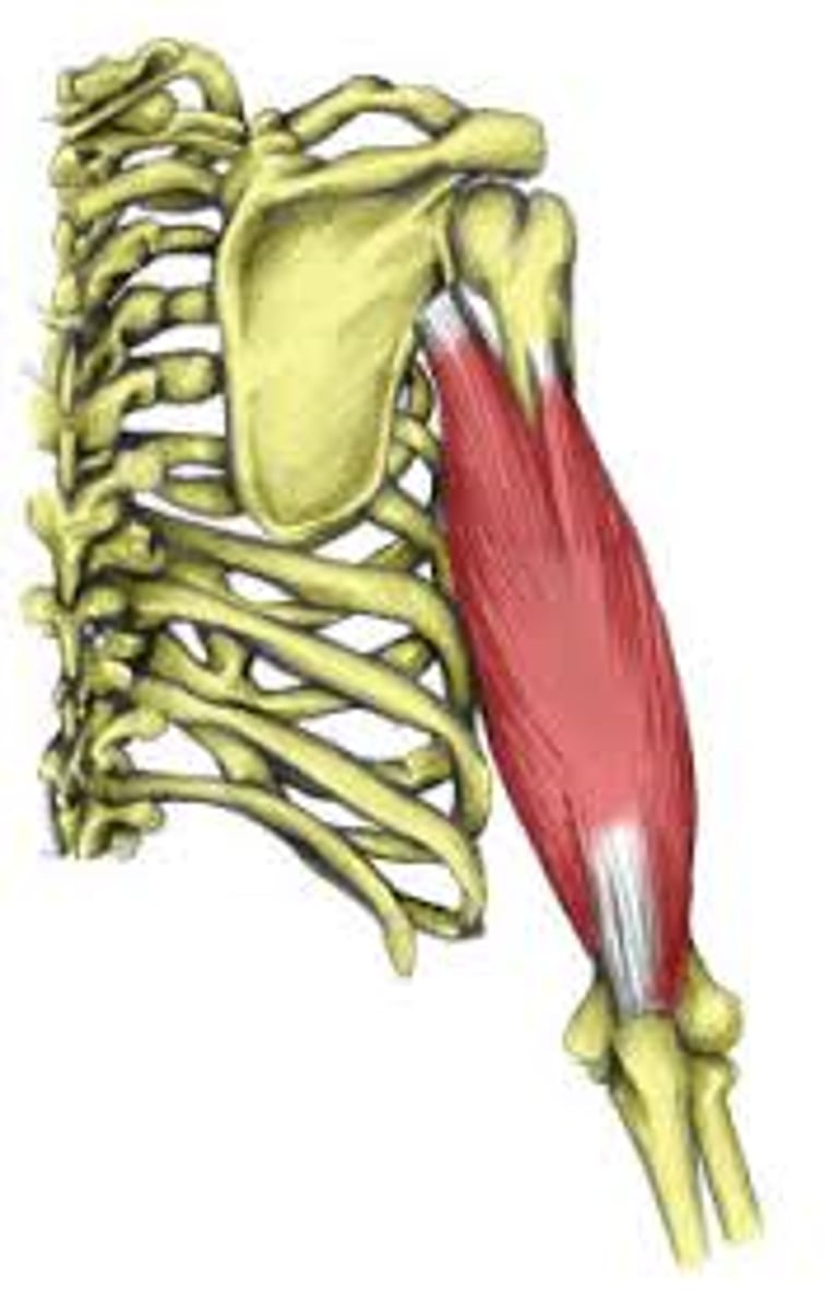 <p>posterior, superficial upper arm muscle</p>