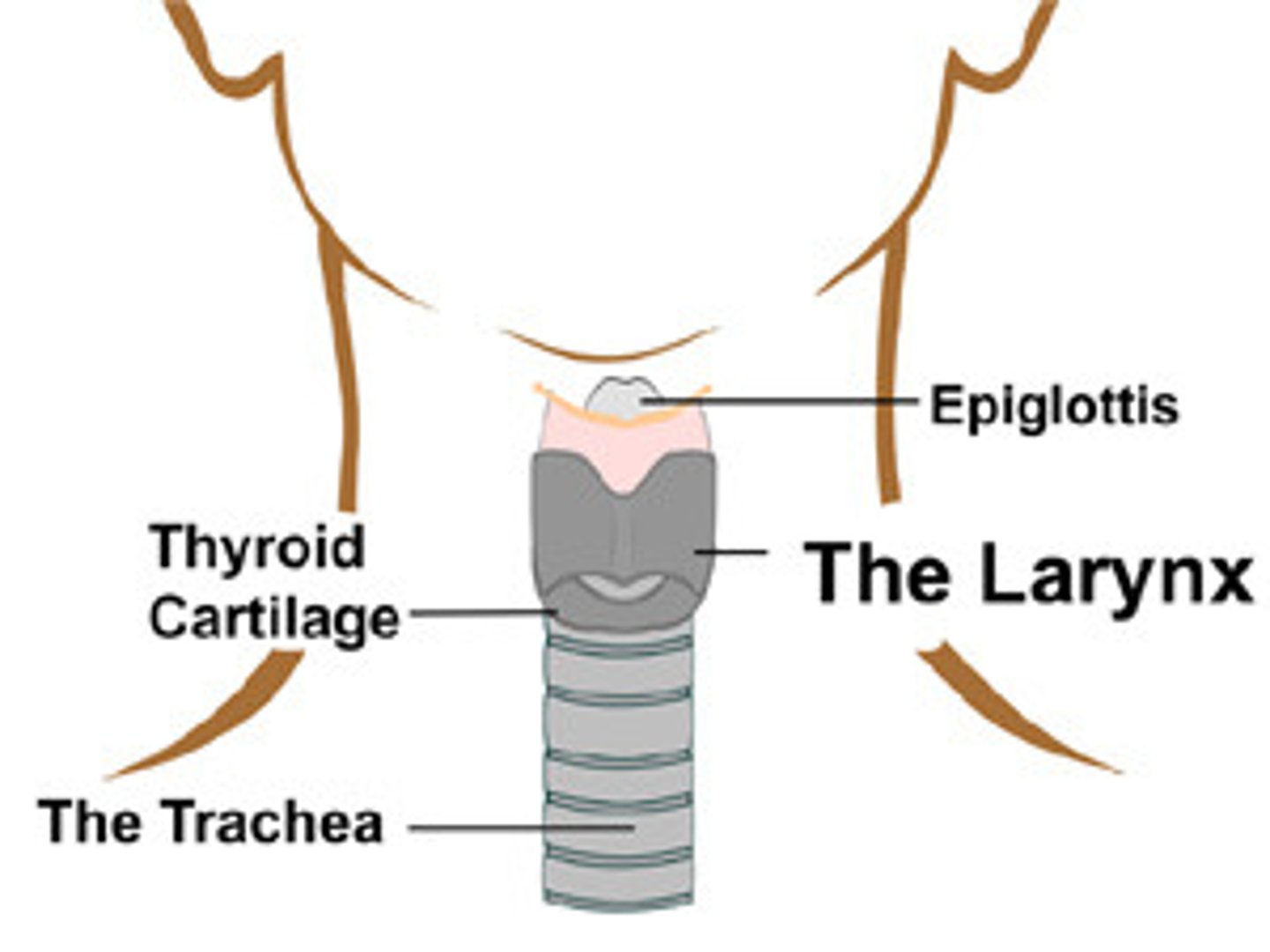 <p>Structure:</p><p>1. Cartilage structure joining pharynx to trachea</p><p>2. Contains vocal cord; mucous membranes</p><p>Function:</p><p>1. Maintains an open passage way for air.</p><p>2. Vibrate as air passes, creating sound for speech.</p>